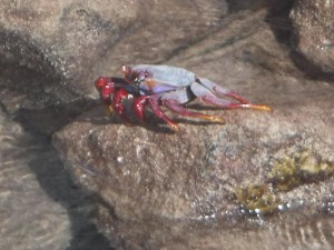 crab