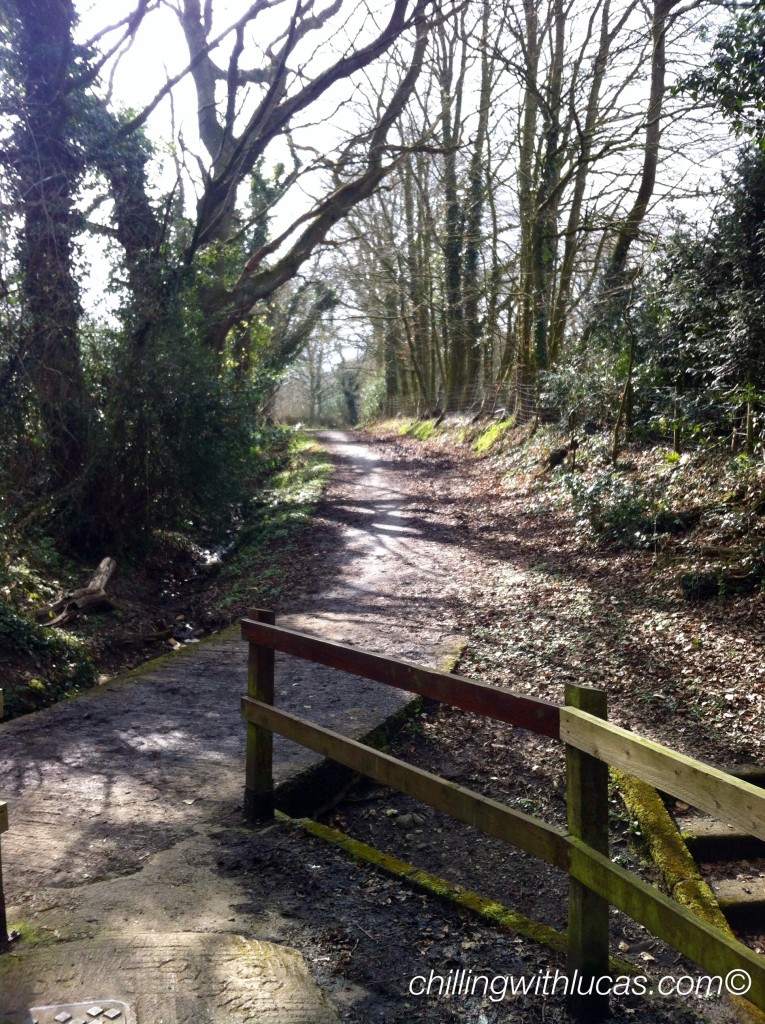 Woodland walk