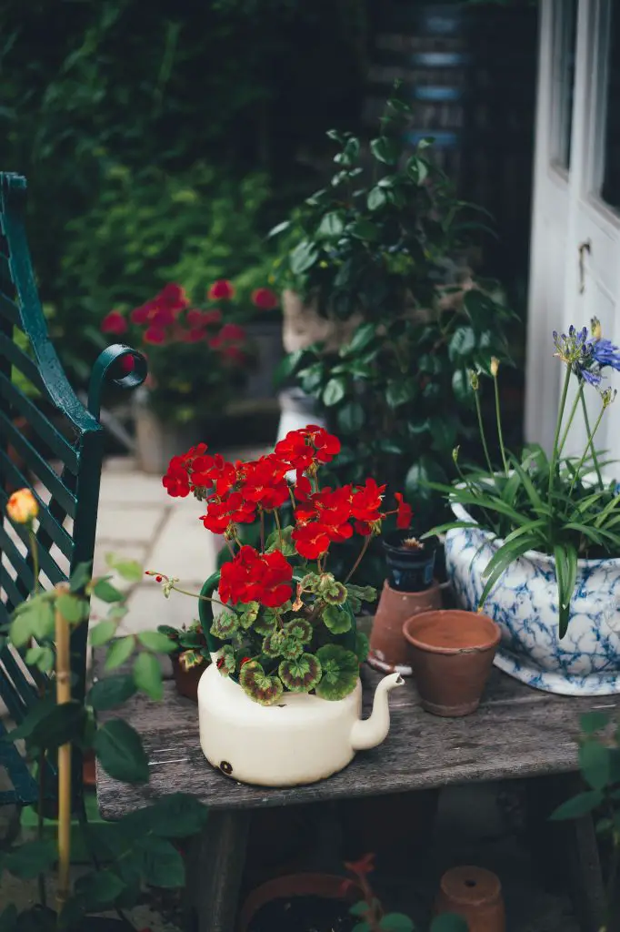 Autumn garden makeover. A cream teapot has been upcycled into a planted for a red flower plant