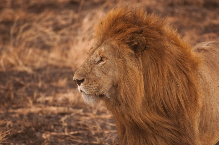 Holiday bucket list safari