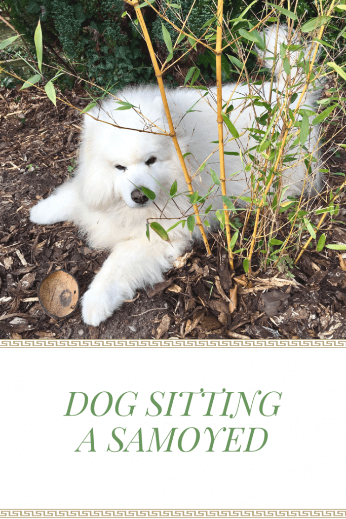 #samoyed #dogs #ordinarymoments