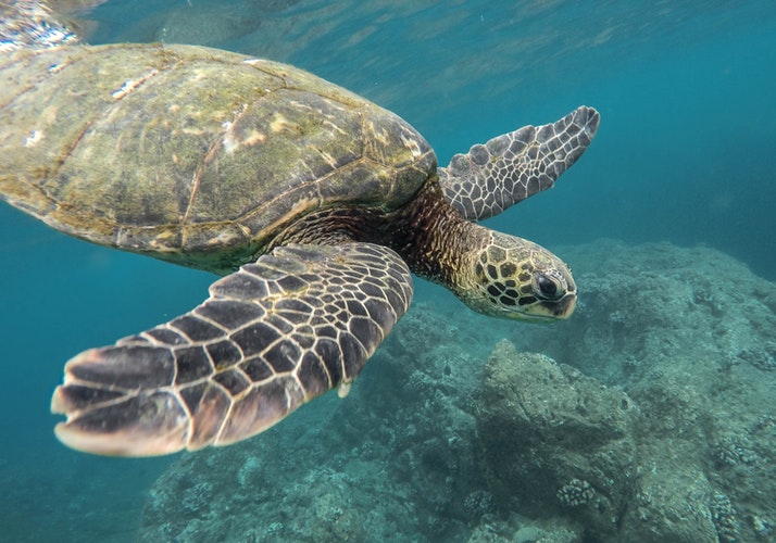 Visiting Hawaii with children a photo of a turtle swimming underwater