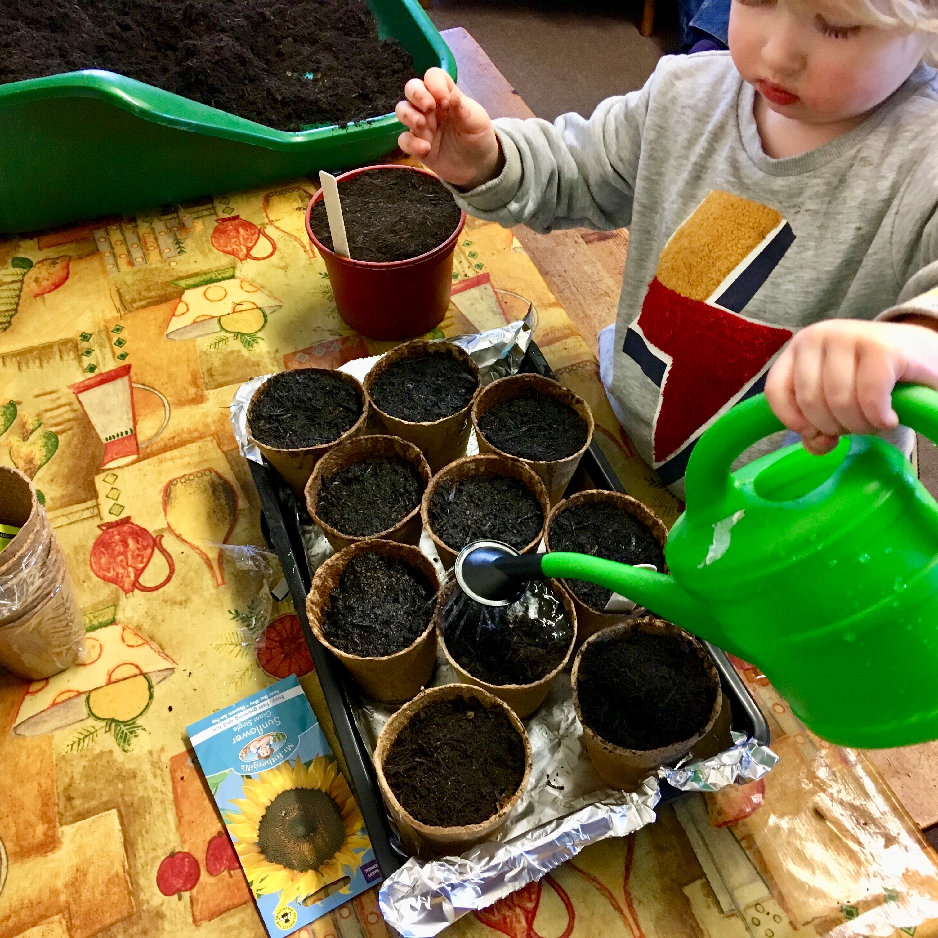 Planting sunflower seeds. Lucas is watering a tray of filled pots