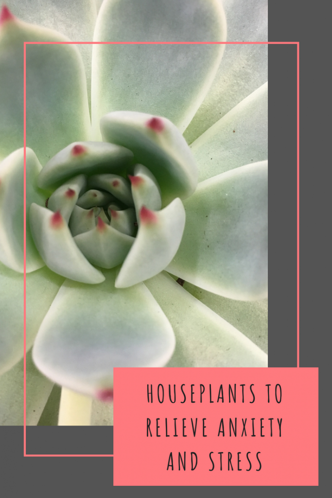 Houseplants to relieve anxiety and stress