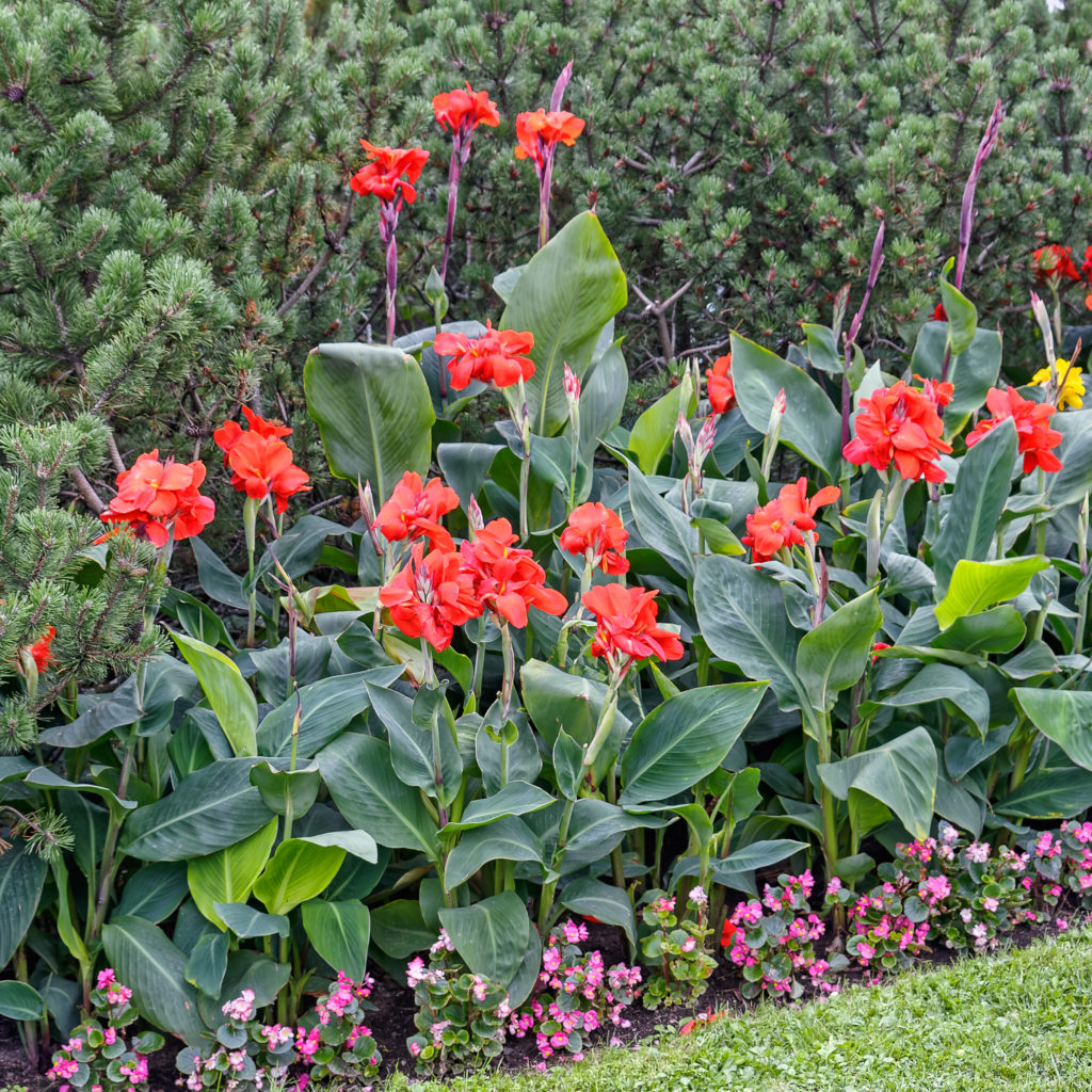 Red canna lillies 