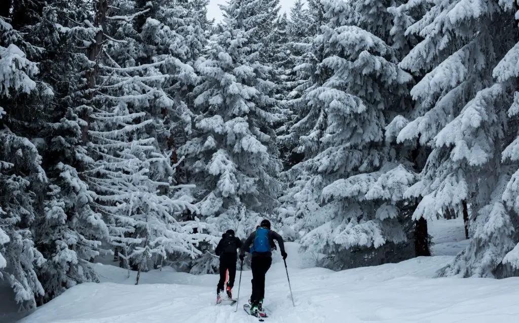 2 people skiing through snow into a forest of snow topped trees