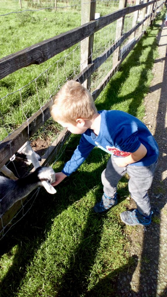 Lucas feeding a goat as cedar farm