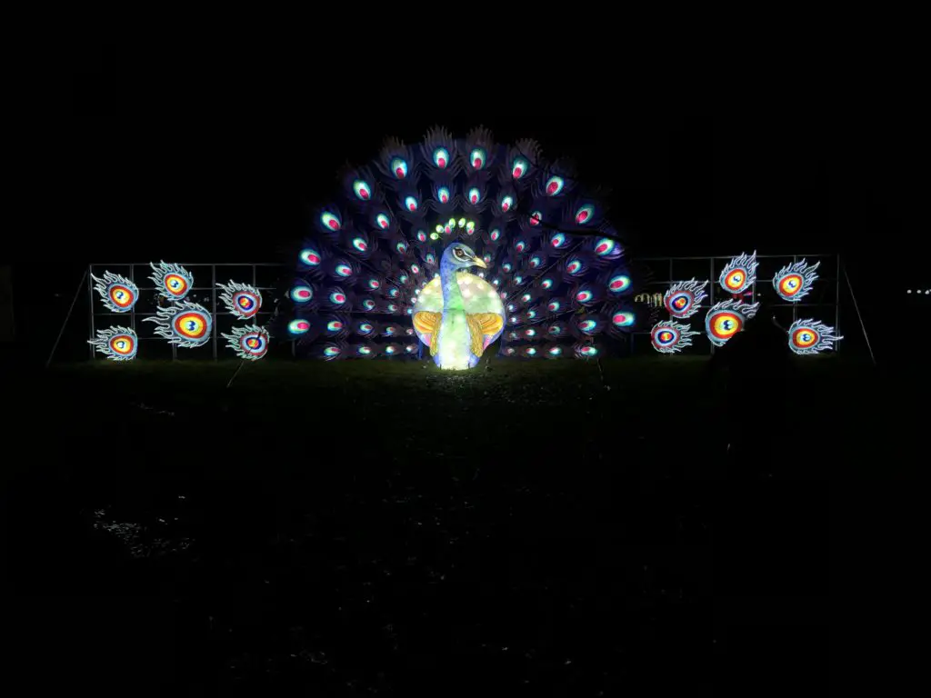 A lit up peacock against the black sky at lightopia manchester 