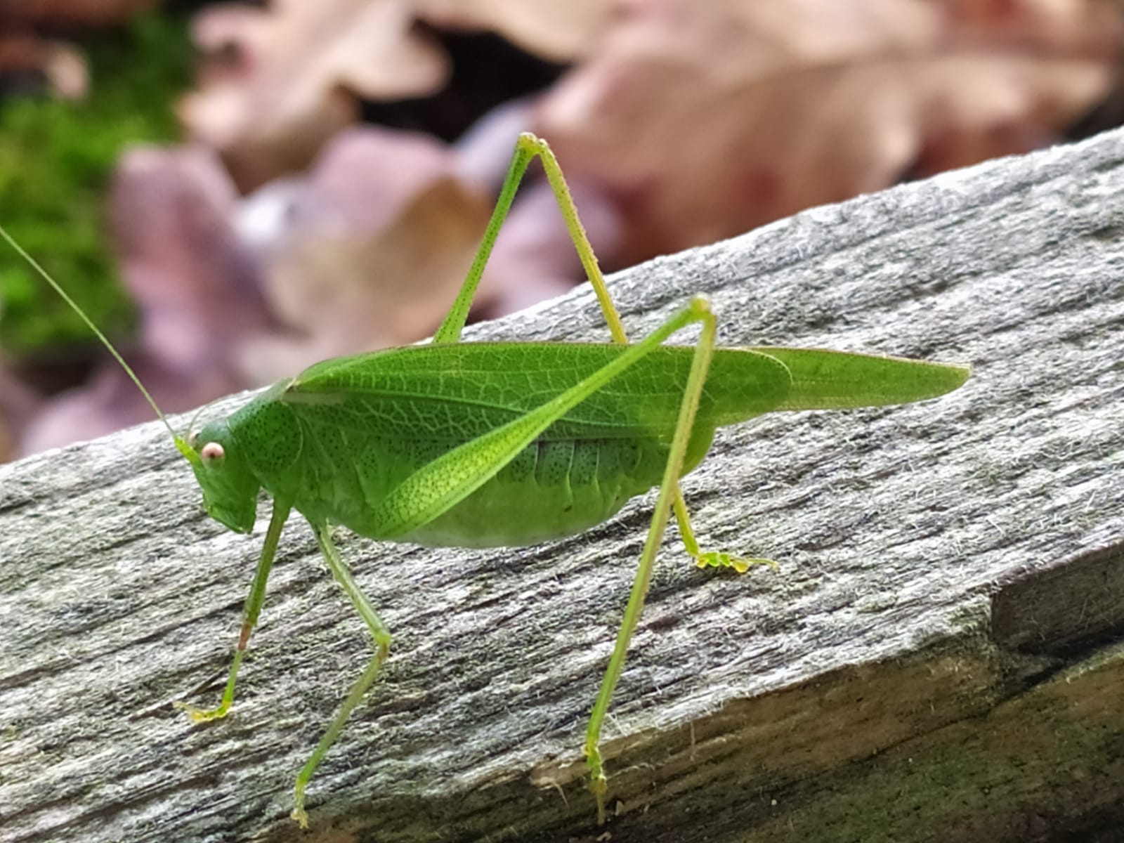 a close up of a green grasshopper