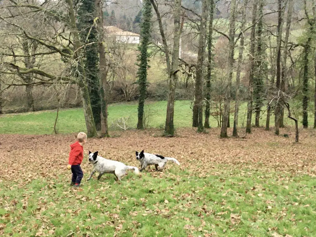 Lucas in a field with 2 black and white collie dogs looking at him waiting for the ball to be thrown whilst we are pet sitting