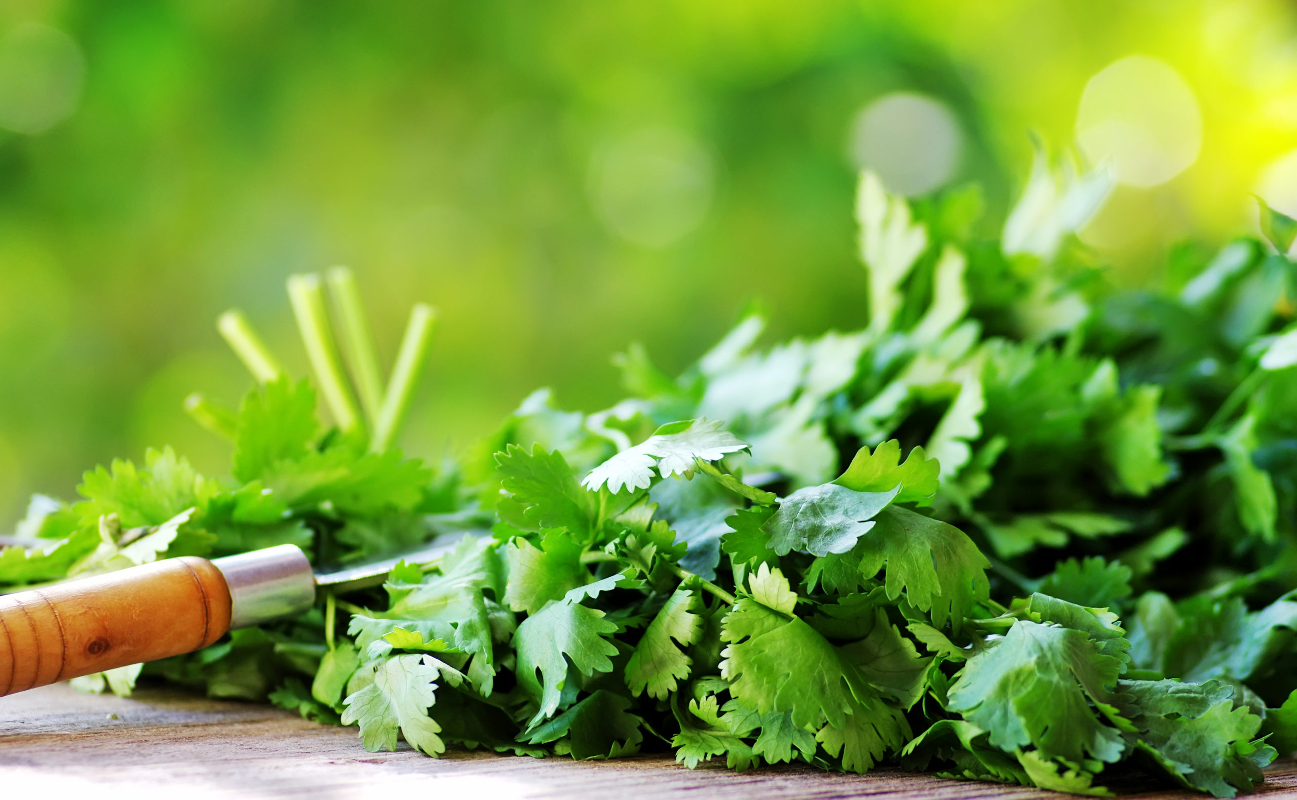 Coriander/Cilantro herbs and knife.