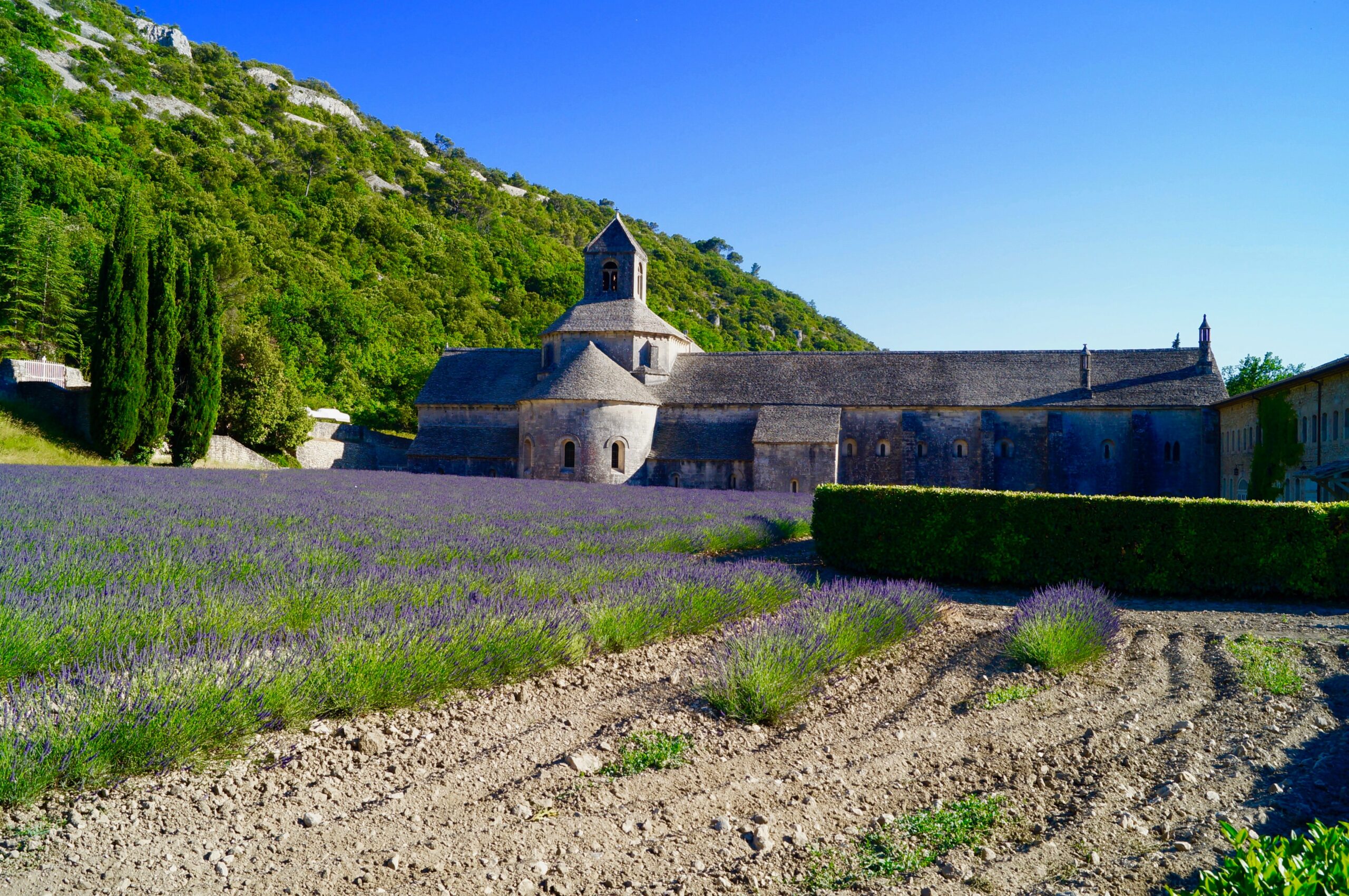 a french chateau and some lavender fields in provence south france
