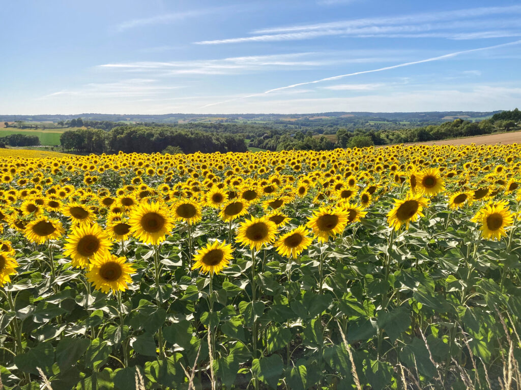 Sunflower field in the dordogne 