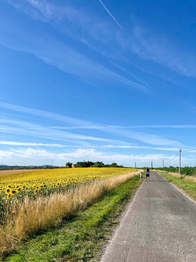 Sunflower fields on the side of the road in vendoire, dordogne France