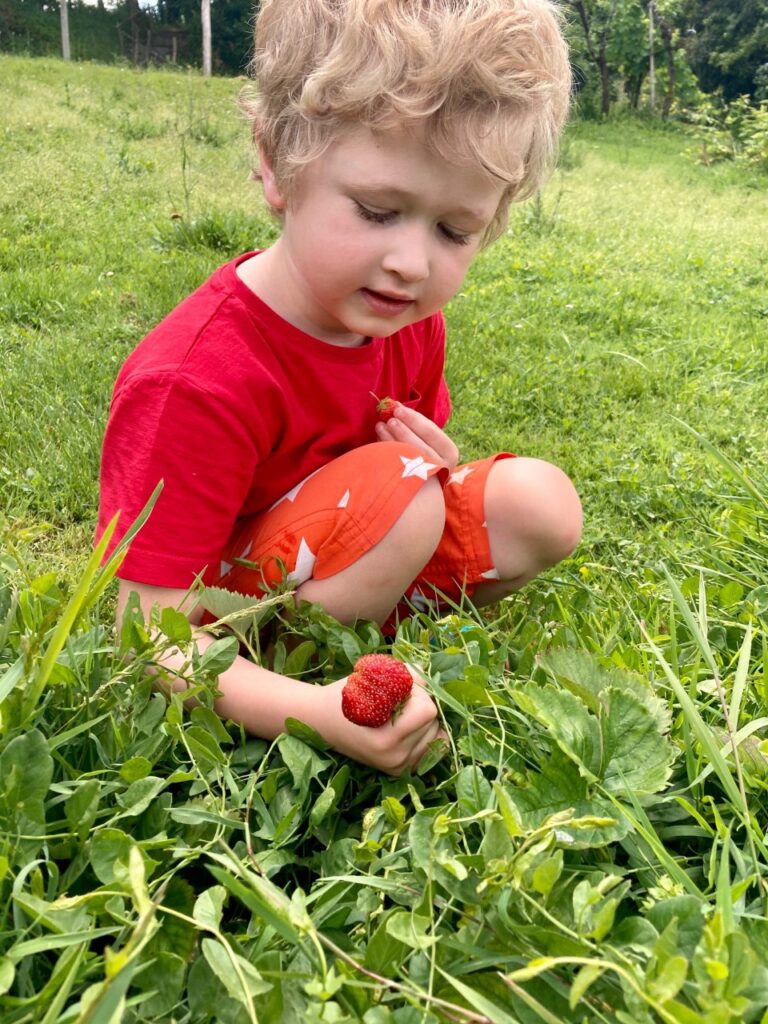 Lucas kneeling in the garden picking strawberrieserries