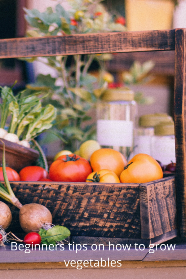 Beginners tips on how to grow vegetables