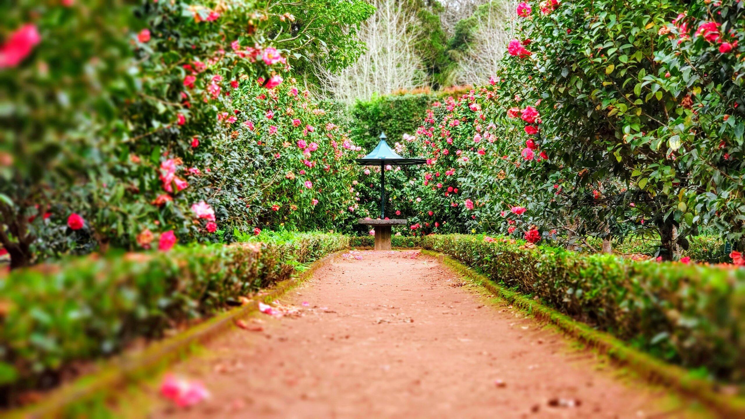 a garden with a path leading to a water feature. The path is lined with green foliage and pink flowers