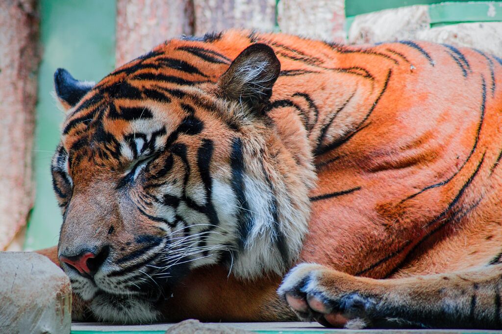 A tiger at Dallas zoo