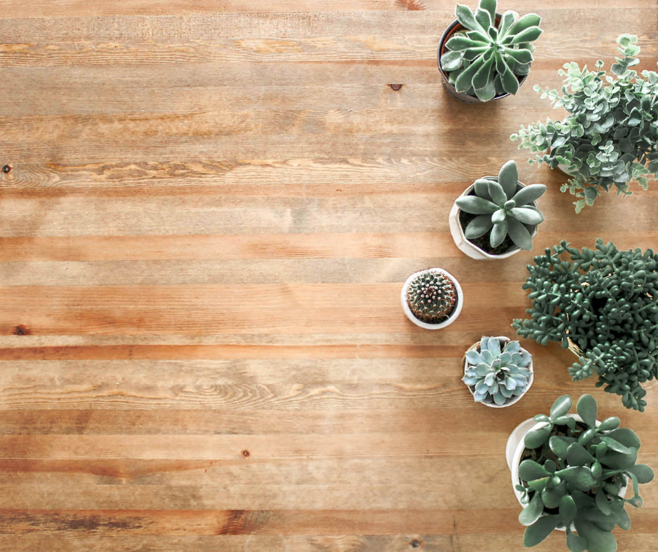 wooden floor with succulent plants on in plant pots, the photo is taken from above