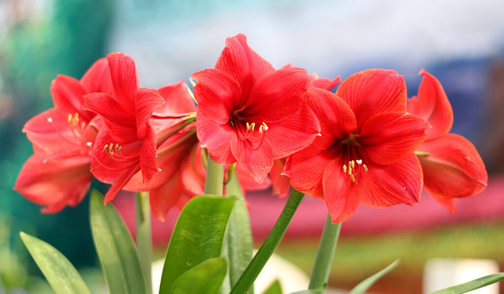 Beautiful Blossoms of red Amaryllis flower