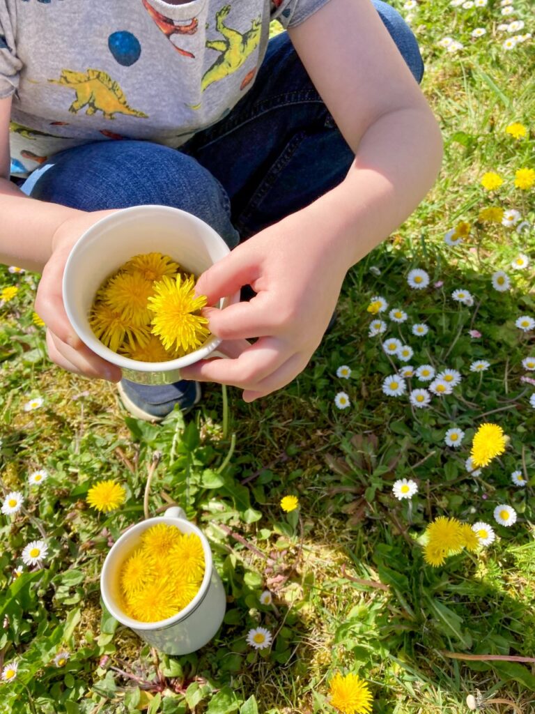 Lucas picking dandelions in the garden and putting into cups