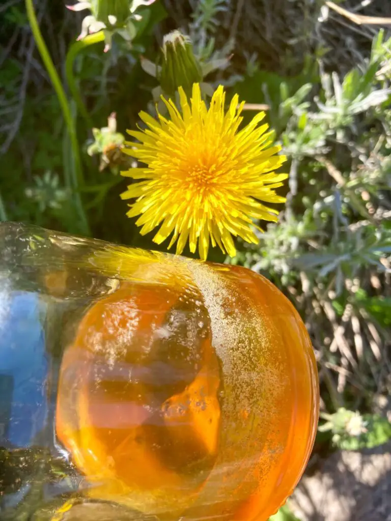 dandelion honey in a jar next to a dandelion outside