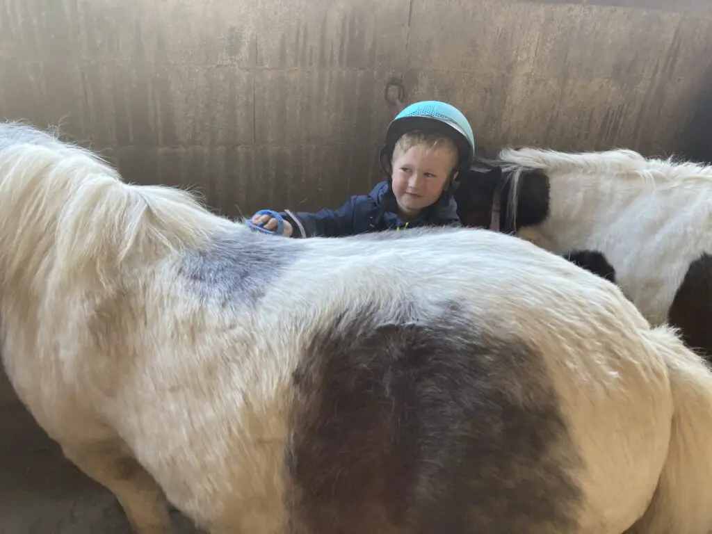 Lucas brushing a pony 