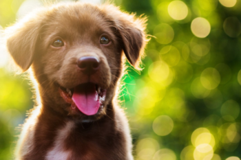 Brown puppy dog