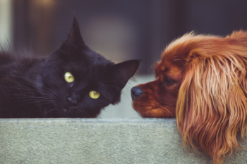 a king charles cavalier dog led down next to a black cat