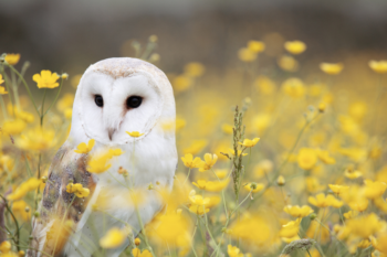 owl in a rapeseed field