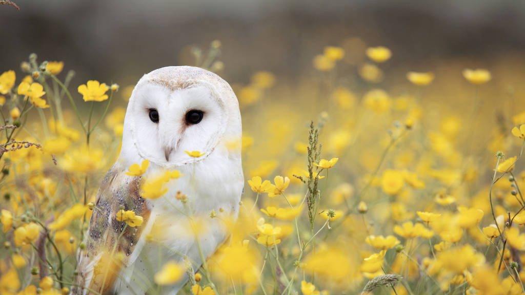 owl in a rapeseed field