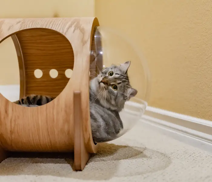 indoor cat in a dome shaped toy