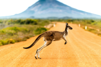 kanagroo jumping through a dessert road