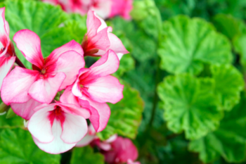 pink Rose Geraniums