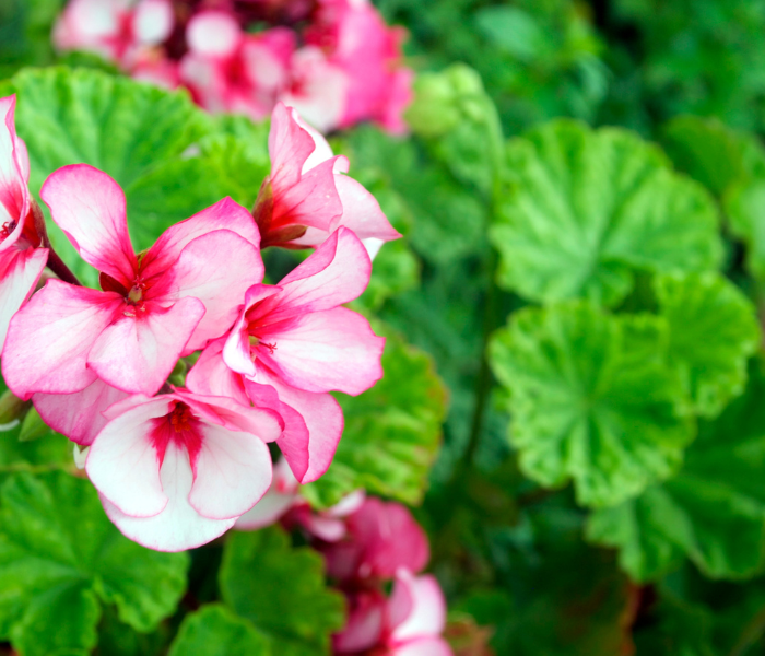 pink Rose Geraniums 