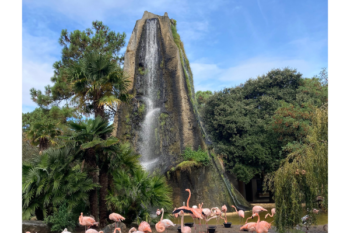 flamingos at zoo de la palmyre