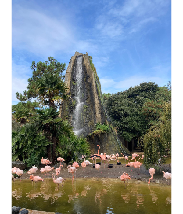 flamingos at zoo de la palmyre