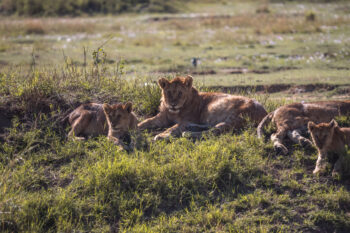 lions in serengetti