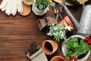 gloves plant pot roses