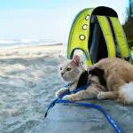 cat-on-a-beach-wearing-a-harness-and-lead.-he-is-lead-down-looking-relaxed-next-to-a-cat-backpack