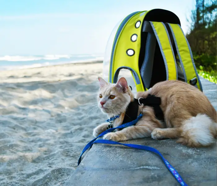 cat-on-a-beach-wearing-a-harness-and-lead.-he-is-lead-down-looking-relaxed-next-to-a-cat-backpack