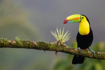 toucan in costa rica. black and yellow bird standing on tree branch Keel-billed Toucan Costa Rica Published on March 16, 2019 (UTC) Canon, EOS 5D Mark IV Free to use under the Unsplash License
