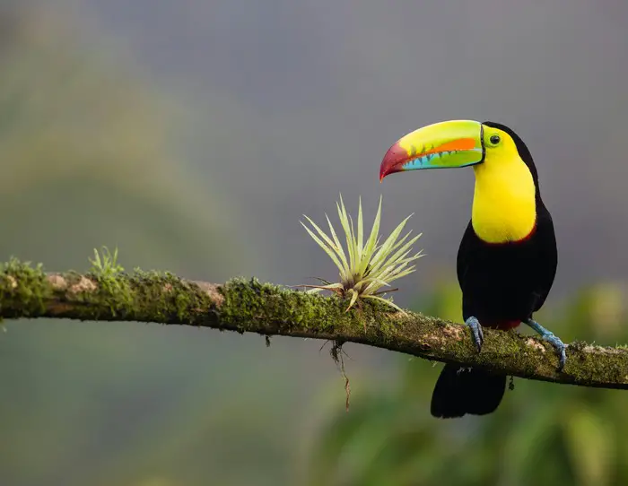 toucan in costa rica. black and yellow bird standing on tree branch Keel-billed Toucan Costa Rica Published on March 16, 2019 (UTC) Canon, EOS 5D Mark IV Free to use under the Unsplash License