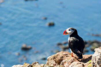 puffin on a cliff, you can see the sea in the background