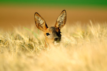 roe deer head popping up from a field