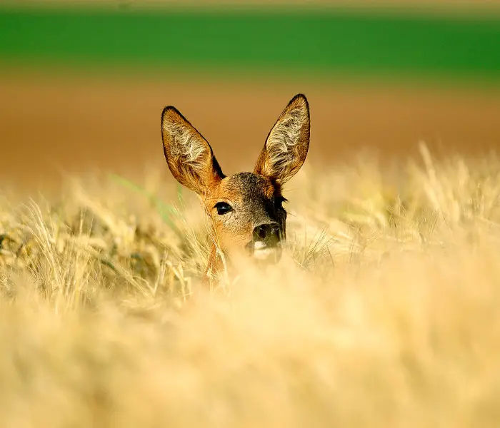 roe deer head popping up from a field