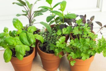 pots of herbs