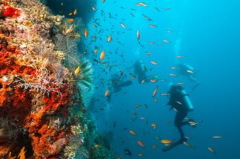 underwater view of scuba divers, coral and fish
