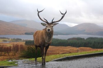 deer in front of lake and mountains in scotland. looks rainy