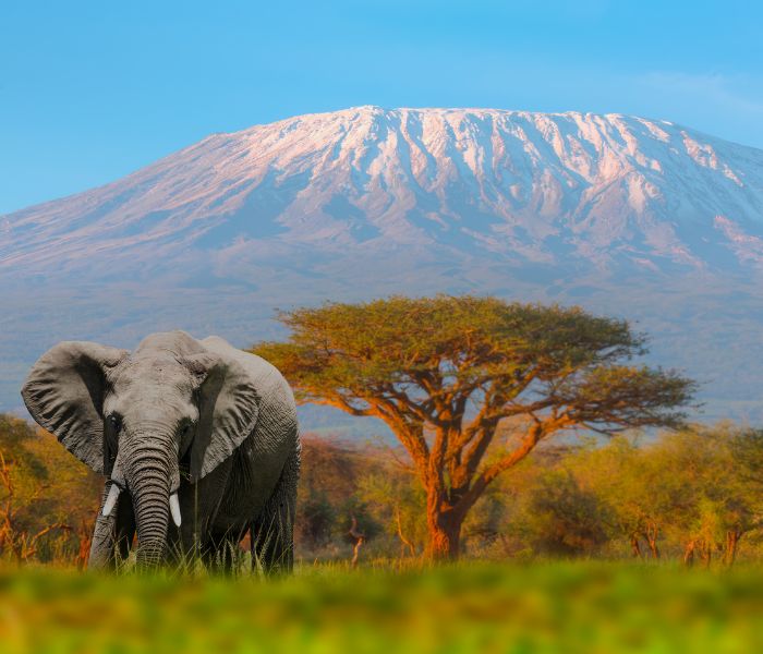 elephant on safari